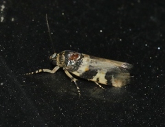 Spragueia funeralis