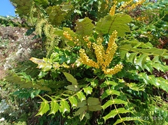 Berberis napaulensis