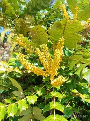 Berberis napaulensis