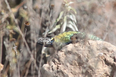 Sceloporus torquatus