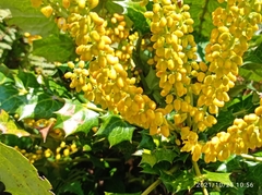 Berberis napaulensis