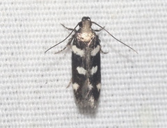 Filatima arizonella