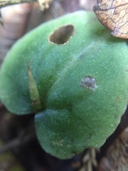 Corybas rotundifolius
