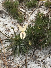 Stylidium spinulosum