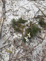 Stylidium spinulosum