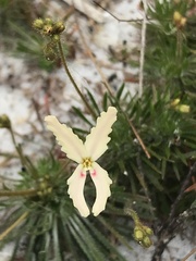 Stylidium spinulosum