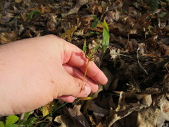 Platanthera clavellata