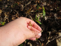 Platanthera clavellata