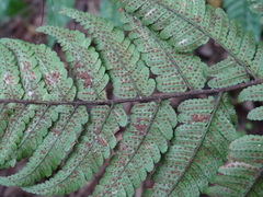 Dryopteris sordidipes