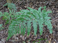 Dryopteris sordidipes