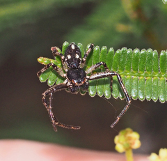 Tharpyna campestrata