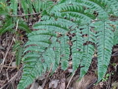 Dryopteris sordidipes