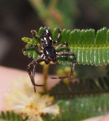 Tharpyna campestrata