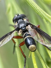 Cylindromyia nigricosta