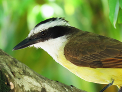 Pitangus sulphuratus