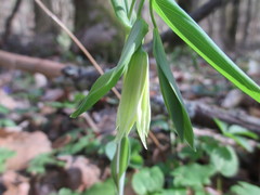 Uvularia perfoliata