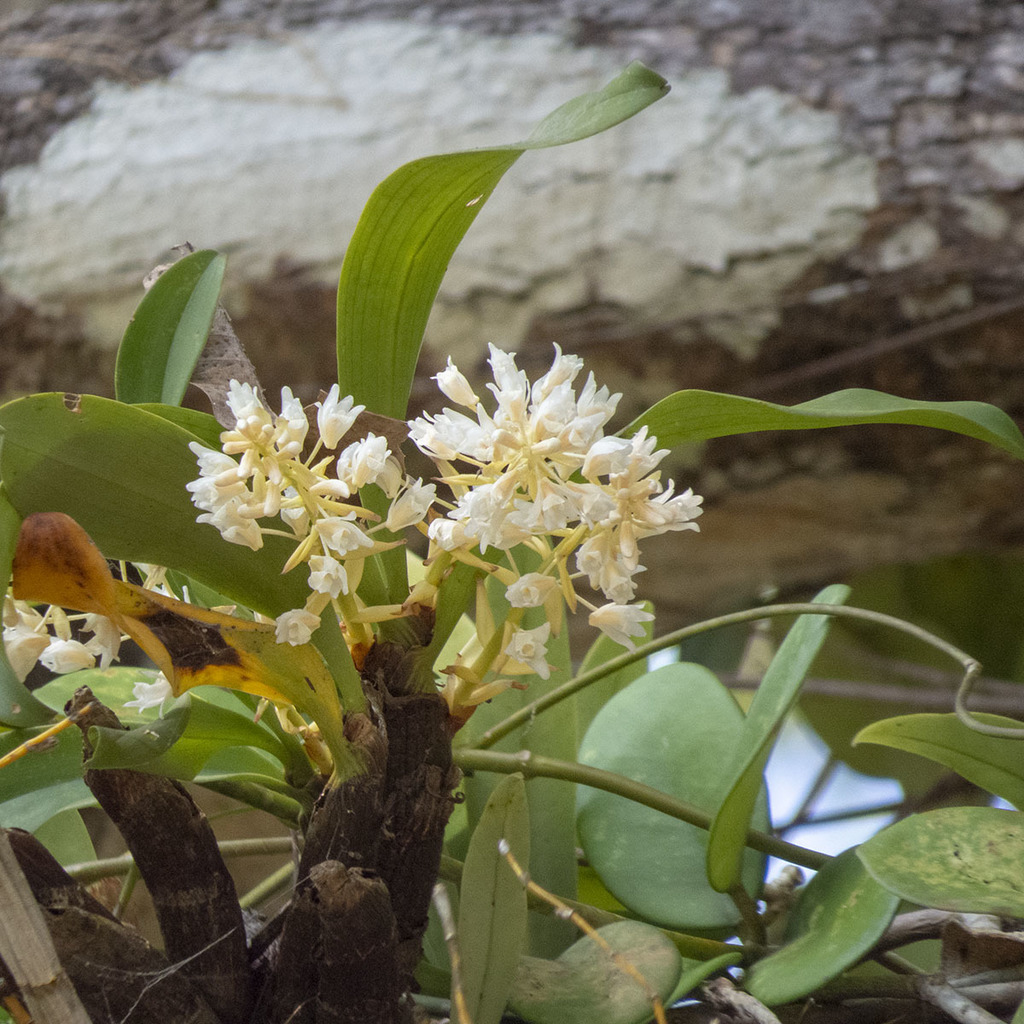 Pinalia bractescens