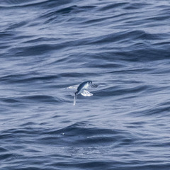 Cheilopogon