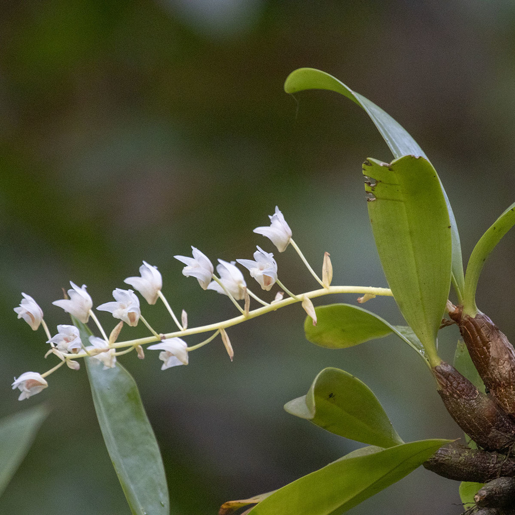 Pinalia bractescens; photograph (c) Paulmathi Vinod, some rights reserved (CC BY)