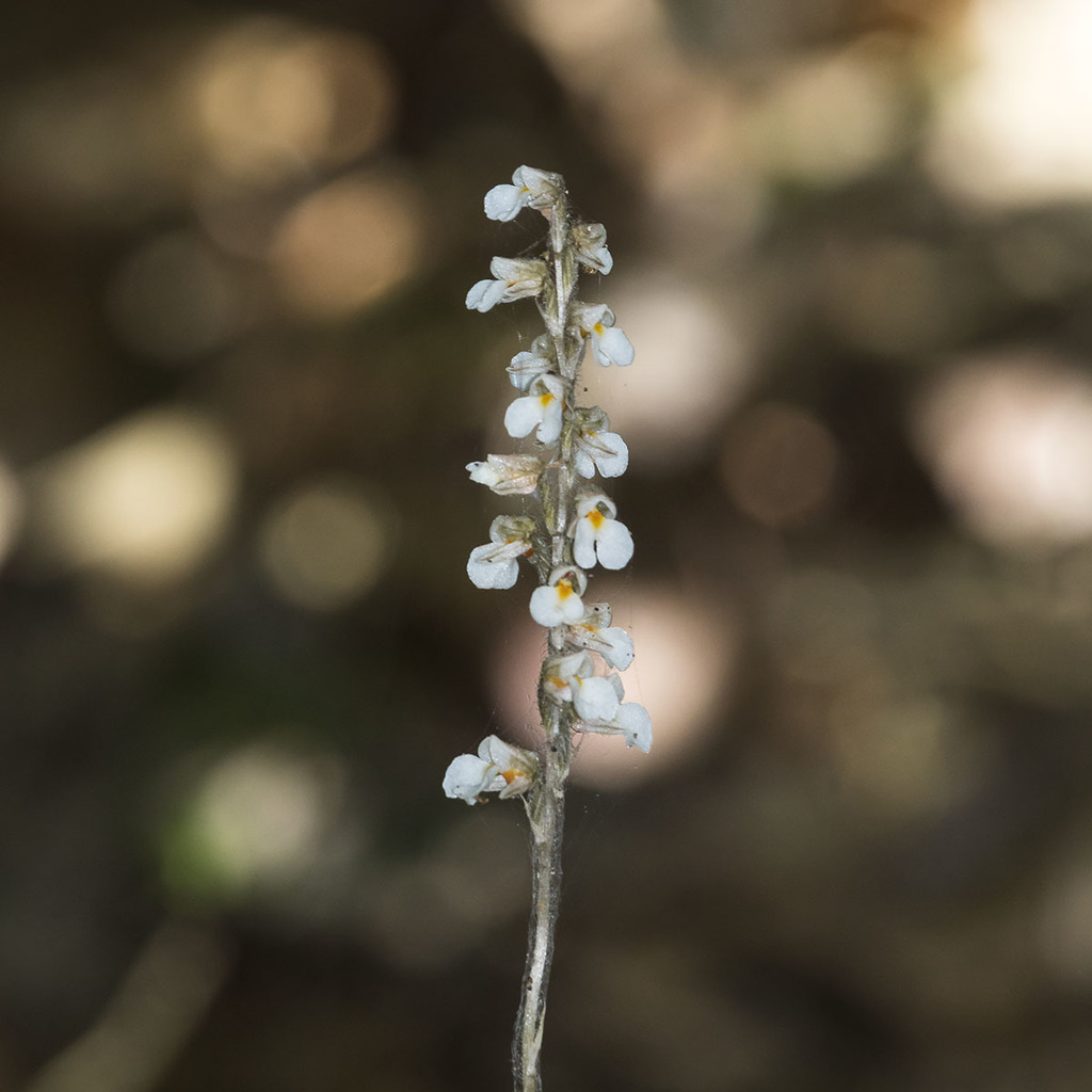 Zeuxine andamanica