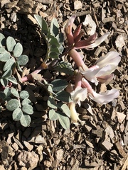 Astragalus kelseyae