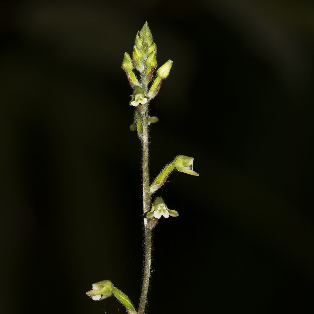 Zeuxine rolfeana