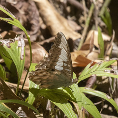 Parthenos sylvia roepstorfii