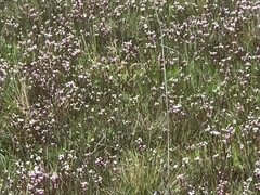 Triphysaria versicolor versicolor