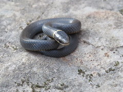 Diadophis punctatus stictogenys