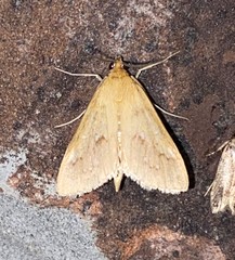 Diastictis