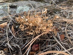 Cymopterus humilis