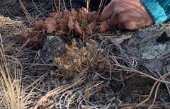 Cymopterus humilis