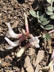 Astragalus kelseyae