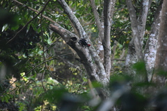 Campephilus melanoleucos