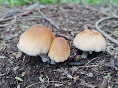 Fungi