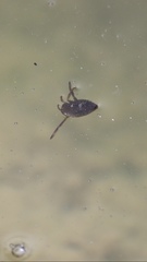 Nepomorpha