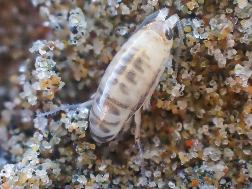 Megalorchestia minor