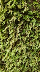 Pseudisothecium cardotii