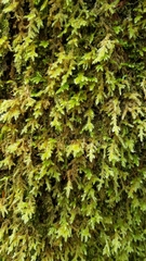 Pseudisothecium cardotii