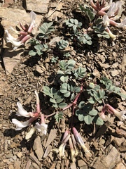 Astragalus kelseyae