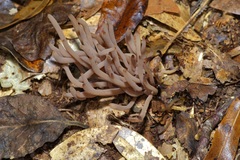 Clavaria rubicundula