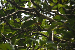 Pachyramphus