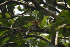 Pachyramphus