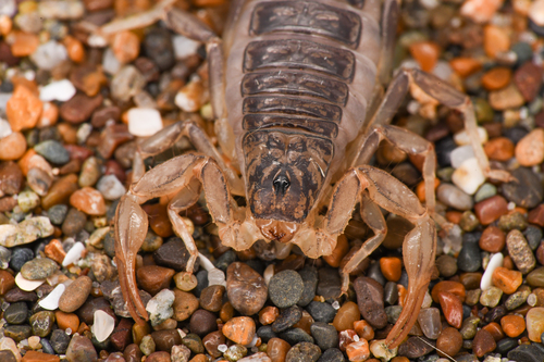 California common scorpion photo 5