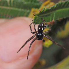 Tharpyna campestrata