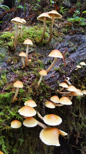 Hypholoma capnoides — (c) Alan Rockefeller, some rights reserved (CC BY)