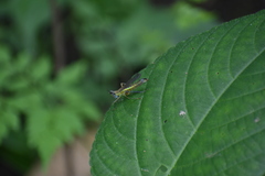 Eumastax