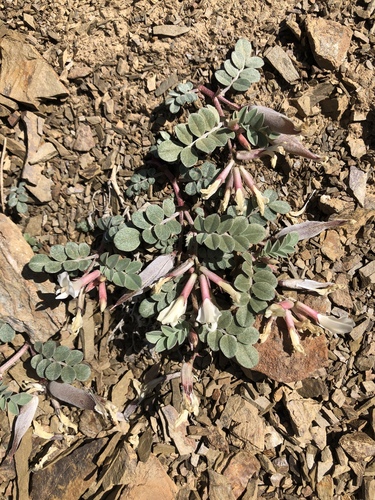 Ann's Milkvetch (Astragalus kelseyae)