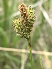 Carex gynodynama