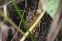 Eryphanis